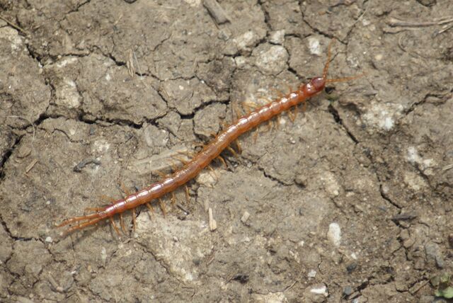 File:Centipede.jpg