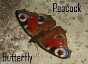 Peacock Butterfly