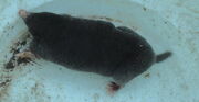 Mole