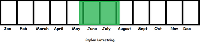 Poplar Lutestring TL