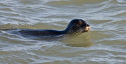 Common Seal