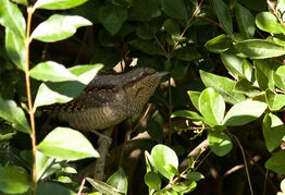 Wryneck