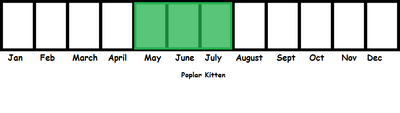 Poplar Kitten TL