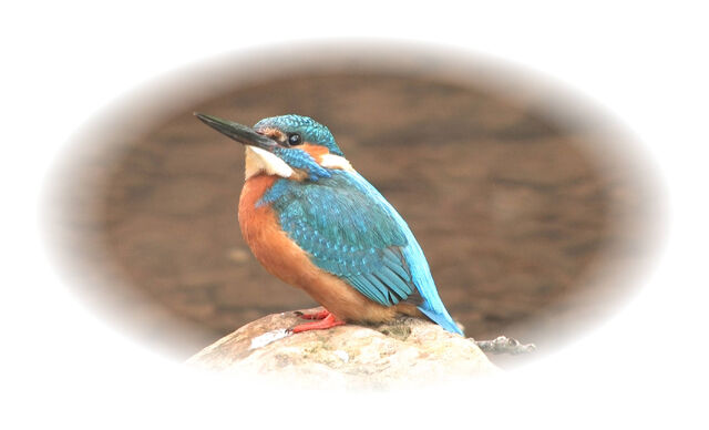 File:Kingfisher 2.jpg