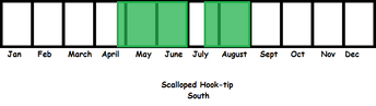 Scalloped Hook-tip (South) TL