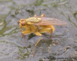 Dung fly