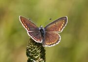 Female Common Blue