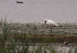 Spoonbill