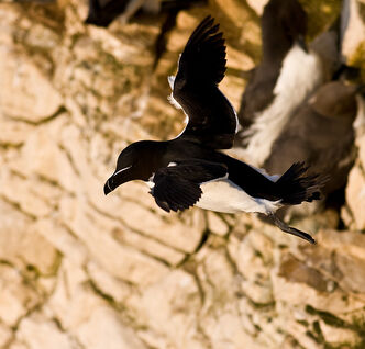 Razorbill