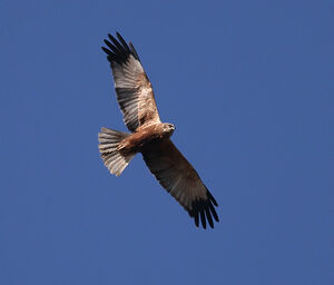 MArsh harrier