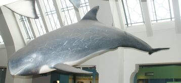 DSC09717