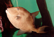 Triggerfish