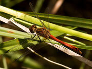 Male Ruddy Darter