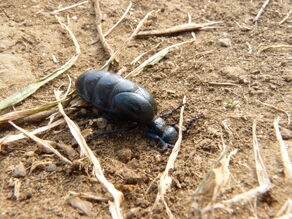 Black Oil Beetle