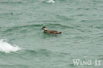 Common Scoter (S.Allen)