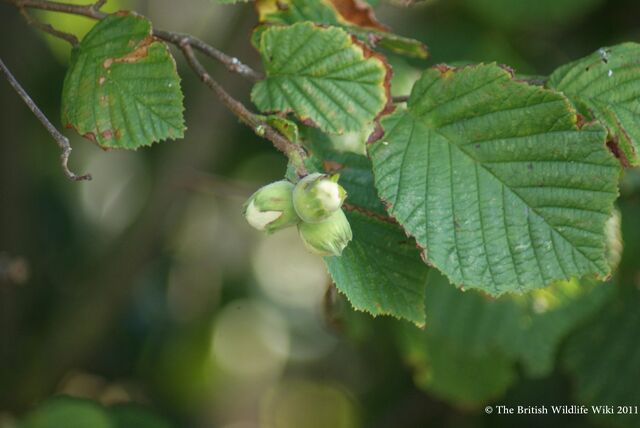 File:Hazel.jpg