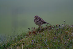 Rock Pipit