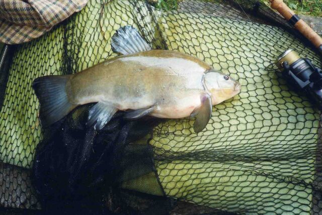 File:Maletench6-9.jpg