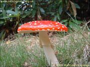 Amanita Muscaria