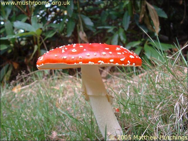 File:Amanita Muscaria.jpg
