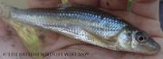 Gudgeon