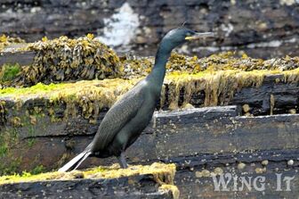 Shag (S.Allen)