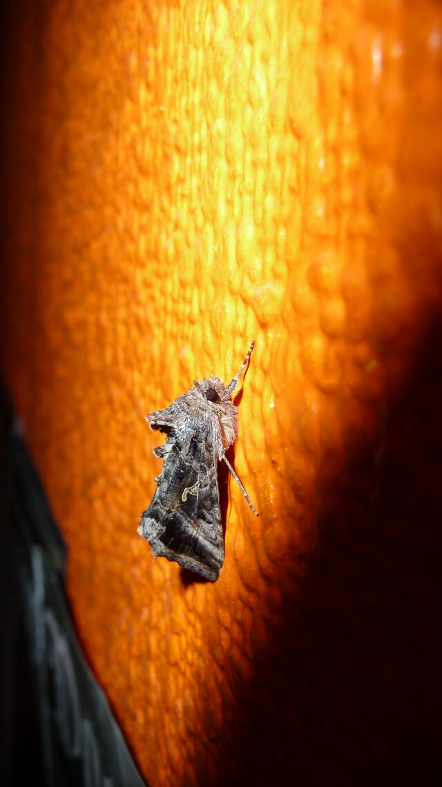 File:Silver Y moth.jpg