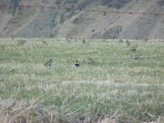 Golden Plover