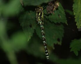 Southern Hawker
