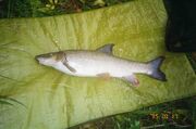 Medwaybarbel