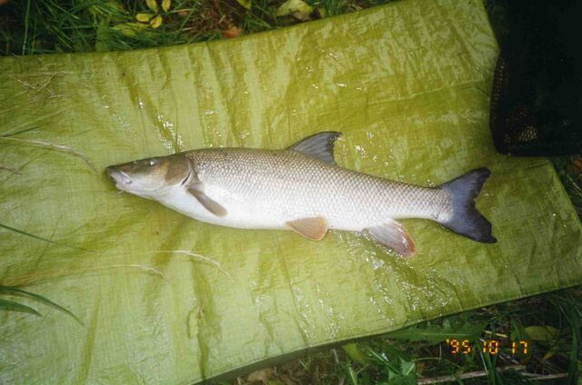 File:Medwaybarbel.jpg