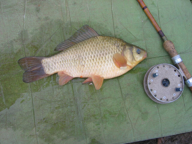 File:Brown Goldfish.jpg