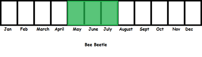 Bee Beetle TL