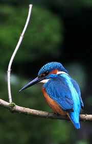 Birds.2009 413