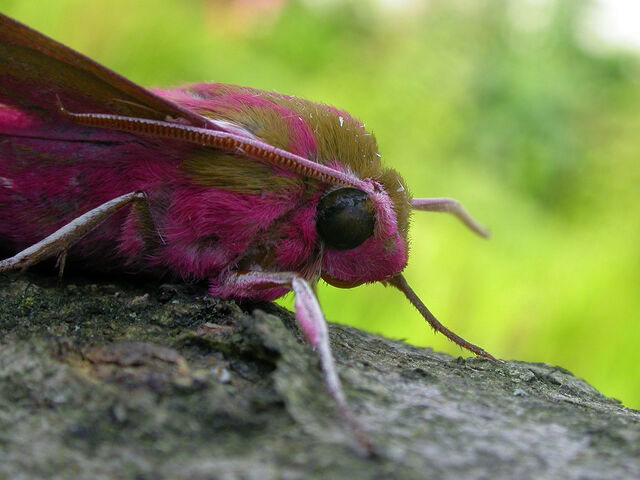 File:Elephant hawkmoth imago.jpg