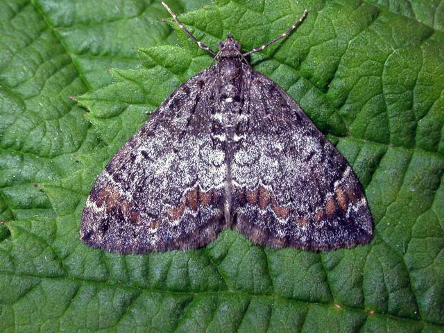 File:Common marbled carpet ex4649 (800).jpg