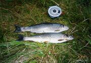 Lochslettiltrout