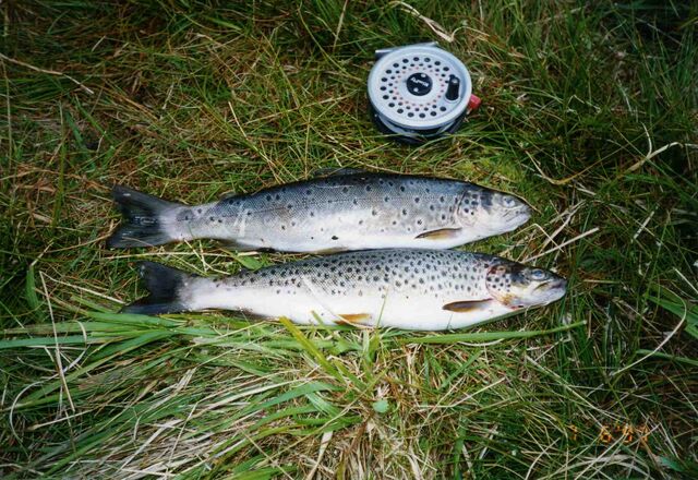 File:Lochslettiltrout.jpg