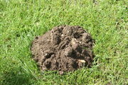 Molehill