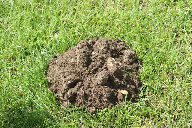 File:Molehill.jpg