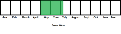 Cream Wave TL