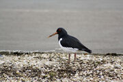 Oystercatcher