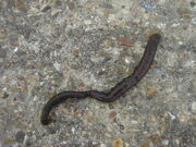 Lugworm