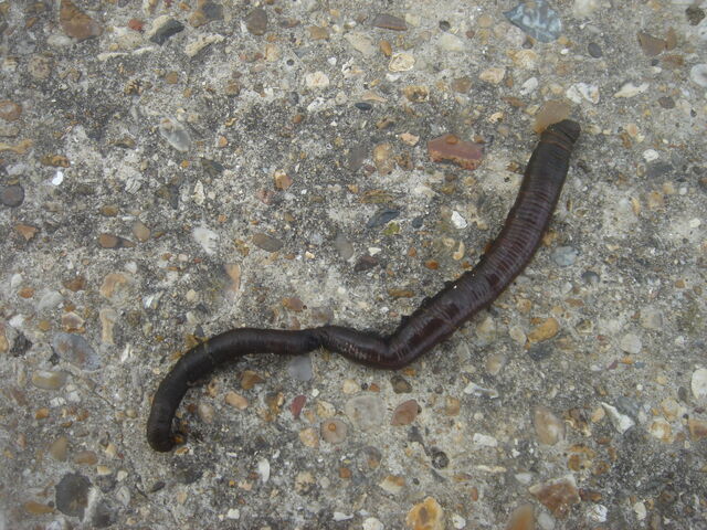 File:Lugworm .jpg