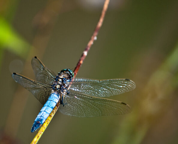 File:Male black tailed skimmer.jpg