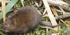 Water Vole