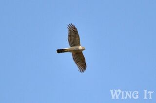 Goshawk (S.Allen)