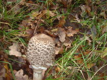 Parasol mushroom
