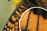 Lepidoptera wing