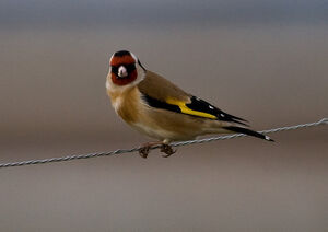 Goldfinch